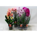 Phalaenopsis "Cascade" gemischt