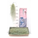 Tillandsia usneoides