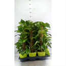 Epipremnum pinn. Moosstamm