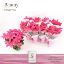 Poinsettia "Princettia" pink
