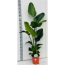 Strelitzia nicolai