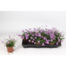 Brachyscome 'Brasco Violet'