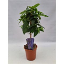 Tibouchina urvilleana 'Rich Blue'