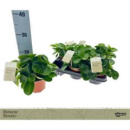Peperomia obt. grün