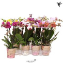 Phalaenopsis midi 2 Rispen Mix