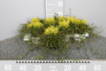 Santolina + Mühlenbeckia