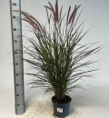 Pennisetum advena 'Summer Samba'