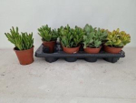 Crassula Mix
