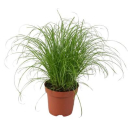 Katzengras Cyperus zumula