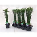 Cyperus haspan