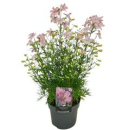 Delphinium 'Ocean Pink'
