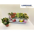 Kalanchoe  gefüllt Mix