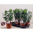Lilium ori. weiß