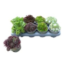 Sempervivum gemischt