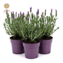 Lavandula stoechas