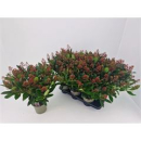Skimmia jap. 'Rubella'