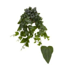 Hedera helix 'Mein Herz'