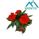 Impatiens NG rot/rot Töne