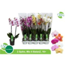 Phalaenopsis 2 Rispen Mix