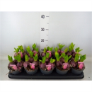 Hyacinthus 3pp rosa