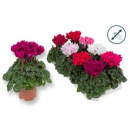 Cyclamen midi Mix