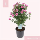 Anisodontea capensis Stamm