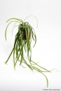 Lepismium bolivianum