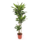 Dracaena frag. 'Golden Coast'