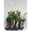 Zamioculcas zamiifolia