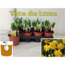 Narcissus "deLuxe"
