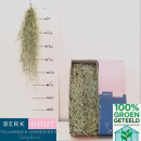 Tillandsia usneoides