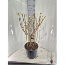 Edgeworthia chrys. "Grandiflora"