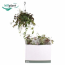 Aeschynanthus marmoratus Ampel