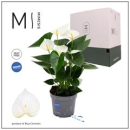 Anthurium andr. weiß