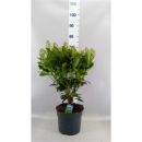 Skimmia jap. 'Finchy'