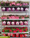 Hydrangea mac. Busch