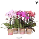 Phalaenopsis "Cascade" gemischt