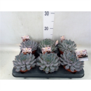 Echeveria "Purple Queen"