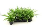 Chlorophytum com. 'Ocean'