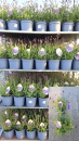 Verbena rigida Kübel