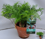 Davallia fejeensis