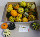 Cucurbita Mix