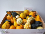Cucurbita Mix