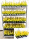 Erica arborea "Alberts Gold"