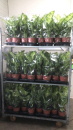 Dieffenbachia "Mars"