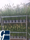 Pennisetum alopec. "Hameln"