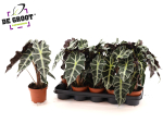 Alocasia "Polly"