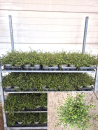 Mühlenbeckia