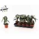 Alocasia amazonica 'Polly'