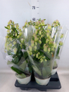 Kalanchoe 'Magic Bell'